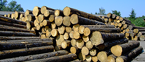 Péče o kvalitu dřeva